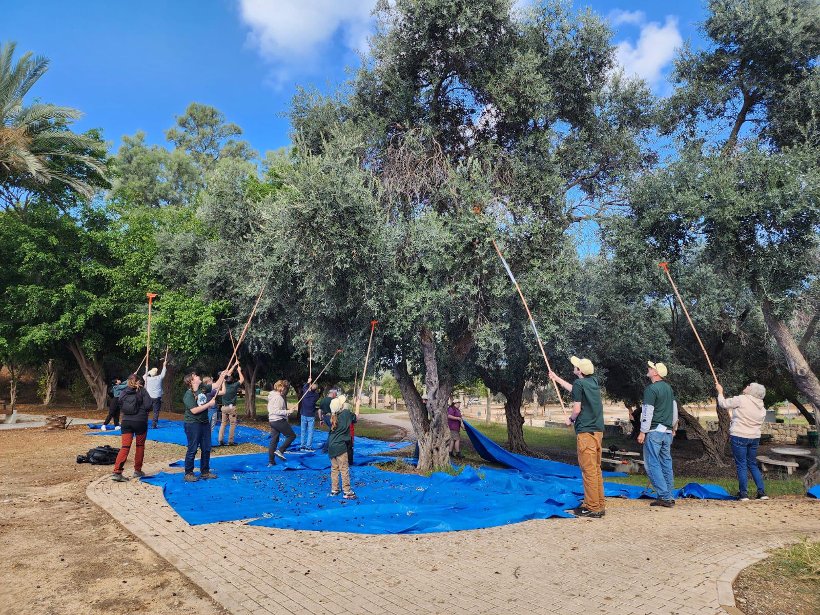 Root & Branch Volunteers
