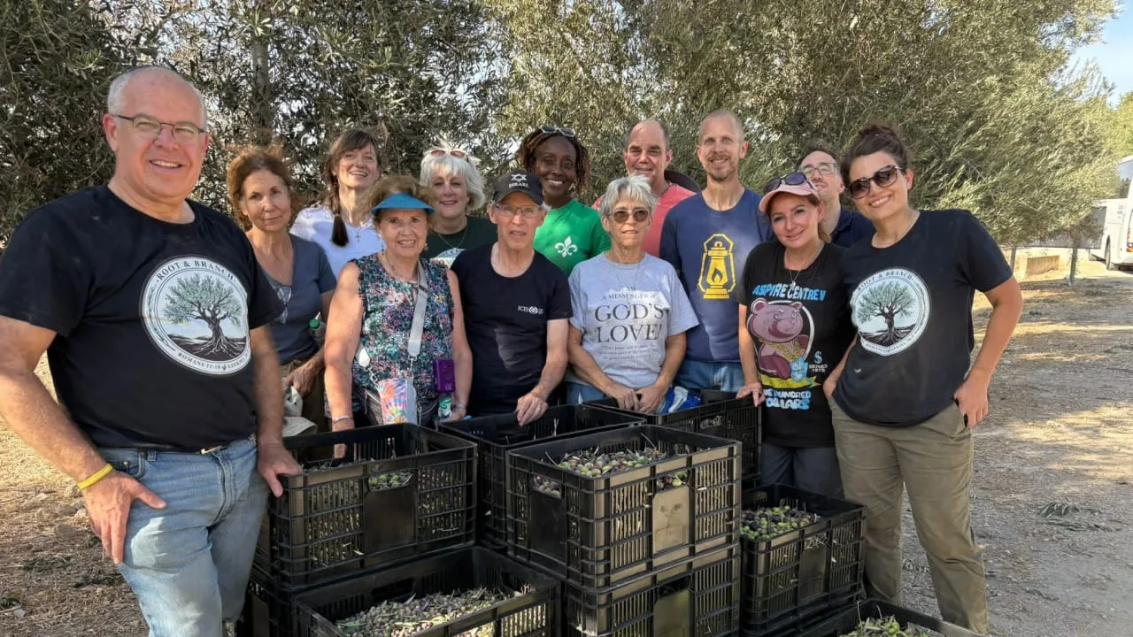 Olive trees blossoming in Israel