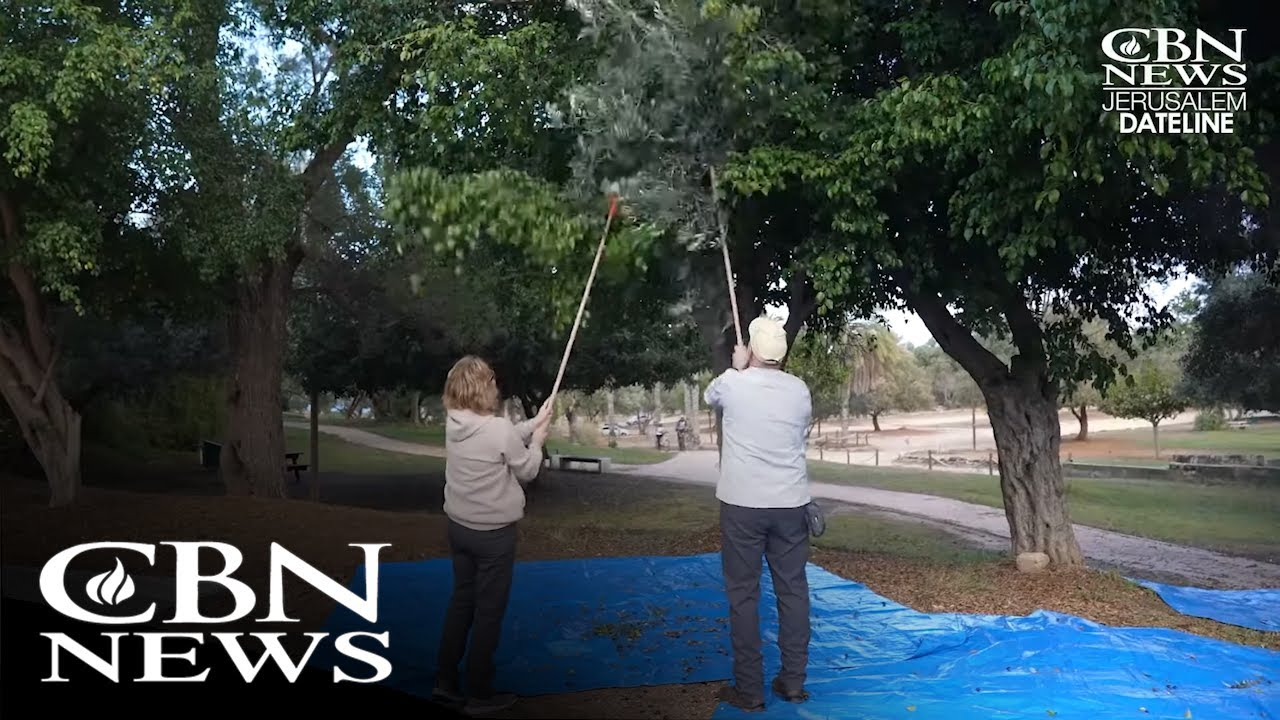 Volunteers harvesting olives with long poles and blue tarps