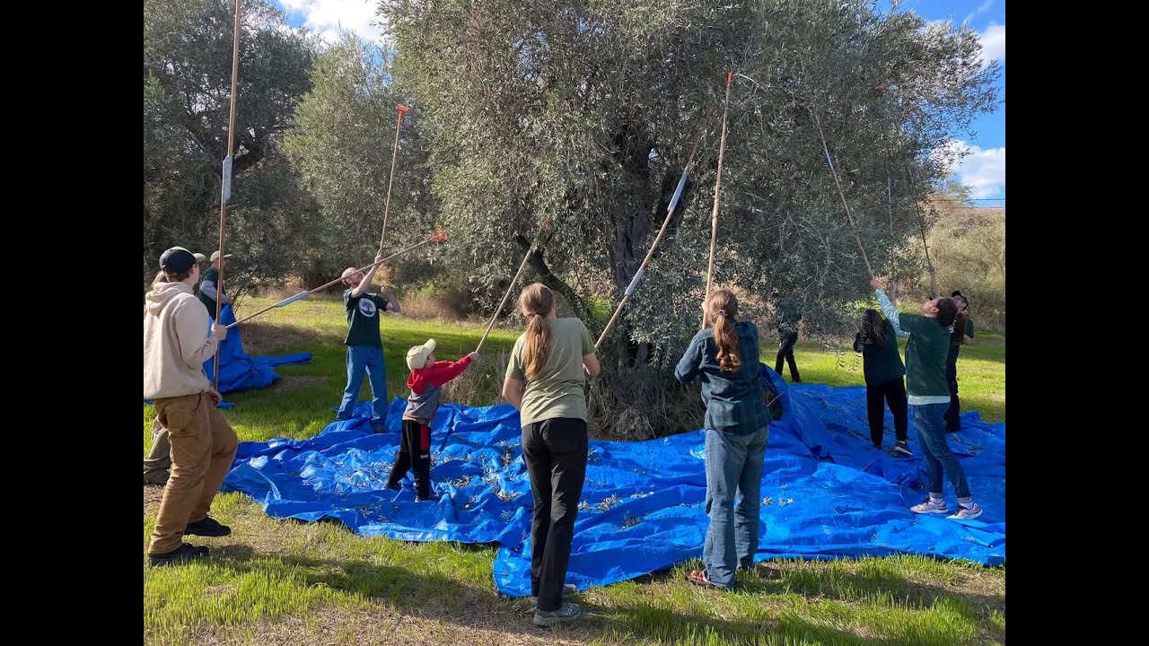 Group of volunteers during the olive harvest